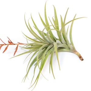 Tillandsia Latifolia Air Plant - Combo Savings Packs Available - Terrariums - Succulents - Fast Shipping