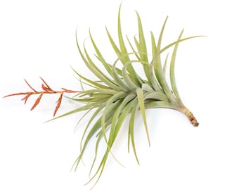 Tillandsia Latifolia - Live Air Plants - Houseplants - Farm Grown - Large Plant