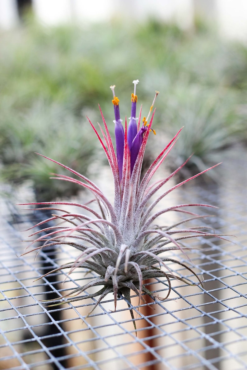 Tillandsia Ionantha Guatemala Air Plants Bulk Buying Option Etsy