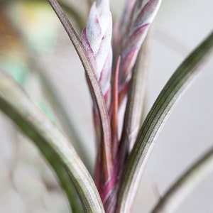 Tillandsia Baileyi Air Plants Bulk Buying Option Available Sustainably Farmed Air Plant Terrariums Succulents Fast Shipping image 5