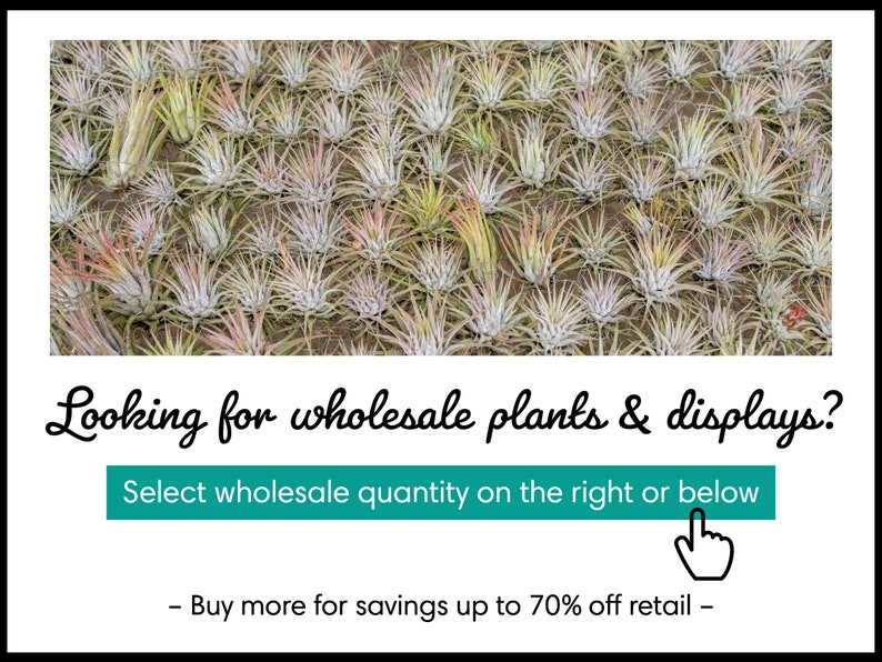 Tillandsia Ionantha Guatemala Air Plants Bulk Buying Option Etsy