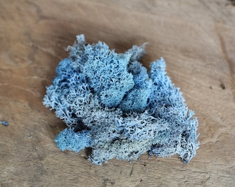 Blue Reindeer Moss for Terrariums - 1 to 3 Cups