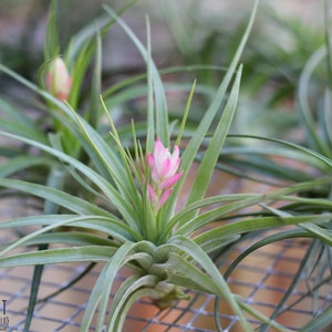 Tillandsia Stricta Air Plants Single and Combo Packs Sustainably Farmed Air Plant Terrariums Succulents Fast Shipping image 5