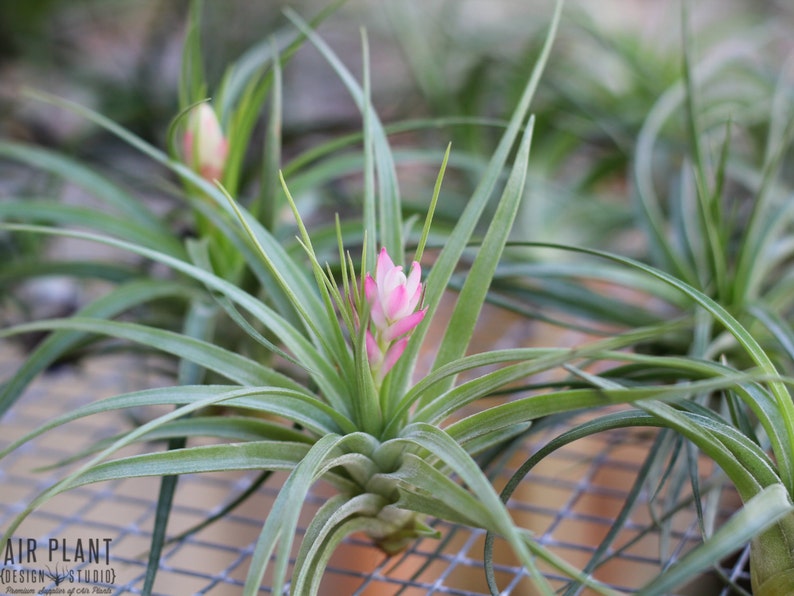 Tillandsia Stricta Air Plants Single and Combo Packs Sustainably Farmed Air Plant Terrariums Succulents Fast Shipping image 5