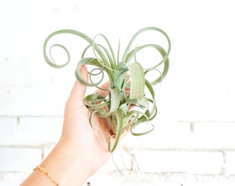 Tillandsia Curly Slim - Bulk Buying Option Available - Sustainably Farmed Air Plant - Terrariums - Fast Shipping