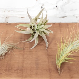 Air Plant Funky Trio - Bulk Buying Option Available - Sustainably Farmed Air Plant - Terrariums - Succulents - Fast Shipping