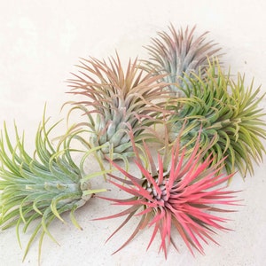 Sale Packs - 40% Off -  XL Tillandsia Ionantha Rubra - Sustainably Farmed Air Plant - Terrariums - Fast Shipping
