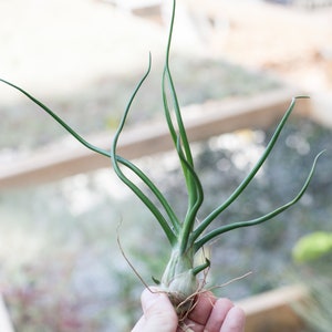 Tillandsia Bulbosa Belize Air Plant - Bulk Buying Option Available - Sustainably Farmed Air Plant - Terrariums - Succulents - Fast Shipping