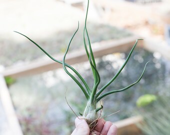 Tillandsia Bulbosa Belize Air Plant - Bulk Buying Option Available - Sustainably Farmed Air Plant - Terrariums - Succulents - Fast Shipping