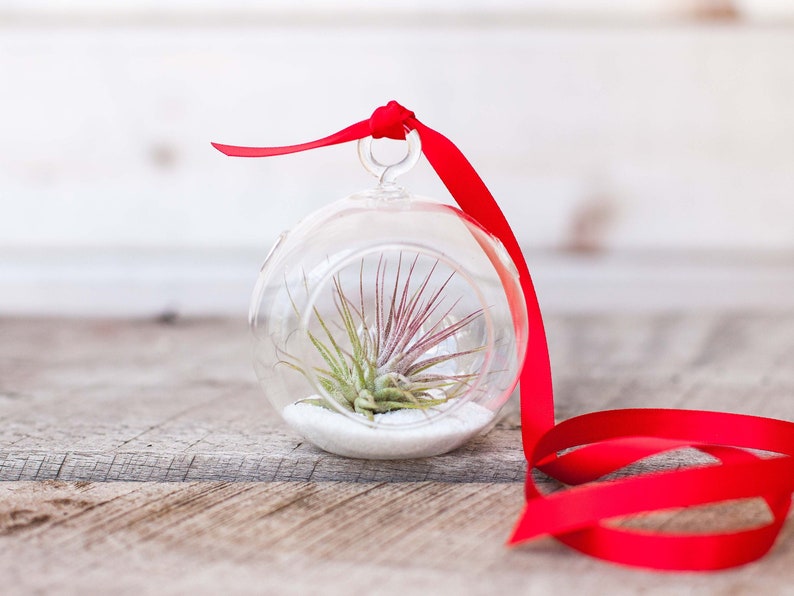 May include: A clear glass terrarium with a small air plant inside, resting on white pebbles. The terrarium is suspended by a red ribbon tied at the top. The background is a light-colored wooden surface.