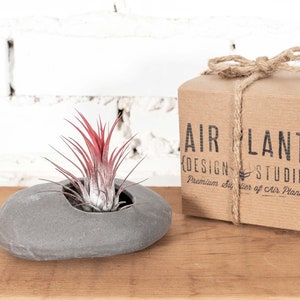 Gift Boxed Gray Ceramic Stone Holder with Assorted Tillandsia Air Plant - Sustainably Farmed Air Plants - Terrarium - Fast Shipping