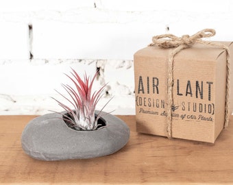 Gift Boxed Gray Ceramic Stone Holder with Assorted Tillandsia Air Plant - Sustainably Farmed Air Plants - Terrarium - Fast Shipping