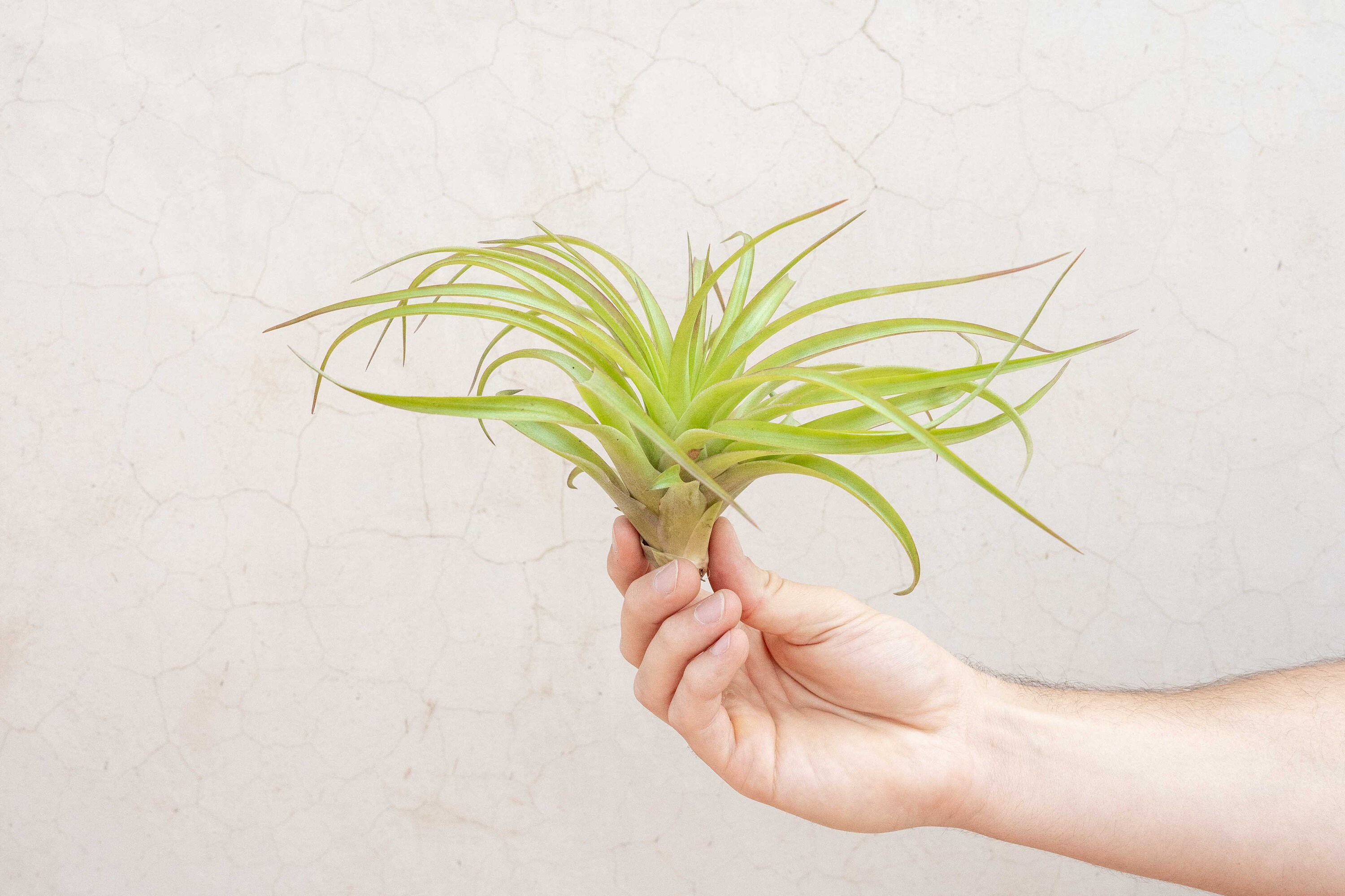 Tillandsia Brachycaulos Abdita Air Plants - Bulk Buying Option ...