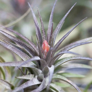 Aeranthos Hybrid Air Plants - Bulk Buying Option Available - Sustainably Farmed Air Plant - Terrariums - Succulents - Fast Shipping