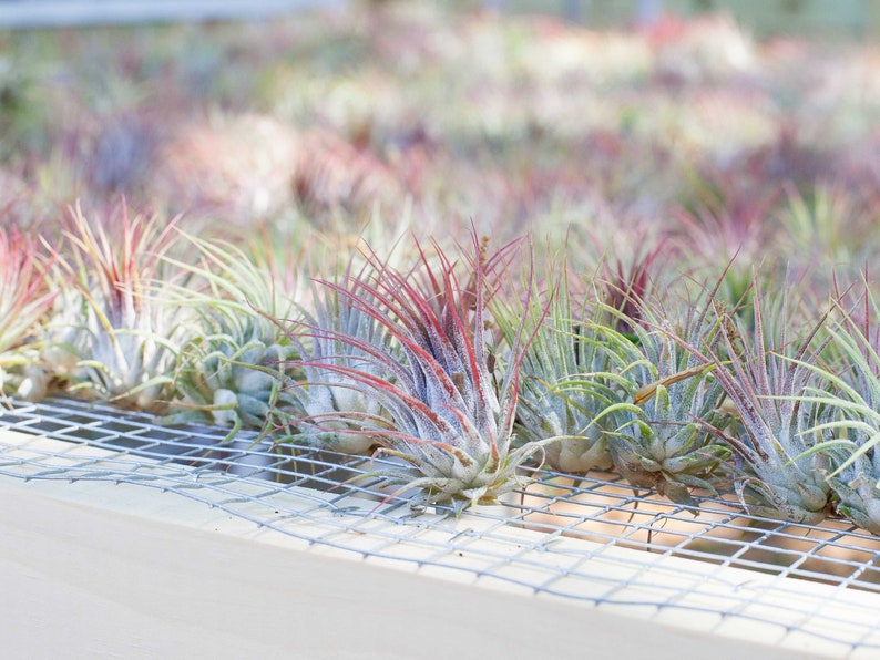 Tillandsia Ionantha Guatemala Air Plants Bulk Buying Option Etsy