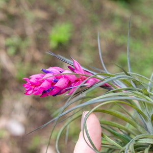 Tillandsia Stricta Air Plants Single and Combo Packs Sustainably Farmed Air Plant Terrariums Succulents Fast Shipping image 6