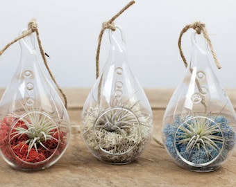 Set of 3 Hanging Teardrop Terrariums with Custom Color Moss and Tillandsia Ionantha Air Plants - FREE SHIPPING