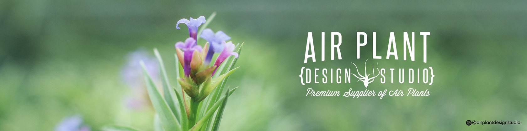 AirPlantDesignStudio - Etsy