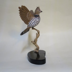 Vari-Auerhahn im Flug