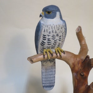 Peregrine Falcon