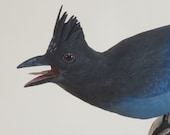 JAY, Stellars