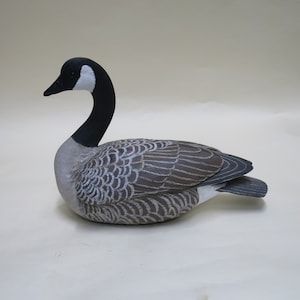 Canada goose