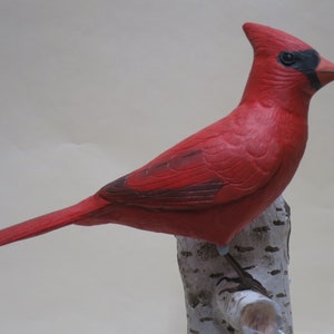 Northern Cardinal
