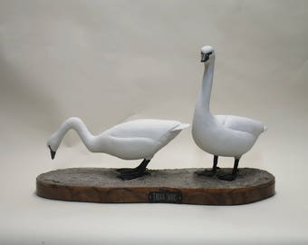 Swans, Tundra
