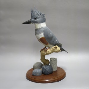 Belted Kingfisher