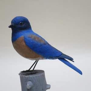 Western Bluebird