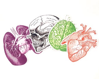 Anatomy Sticker Pack, Glossy Vinyl Decals, Medical Theme