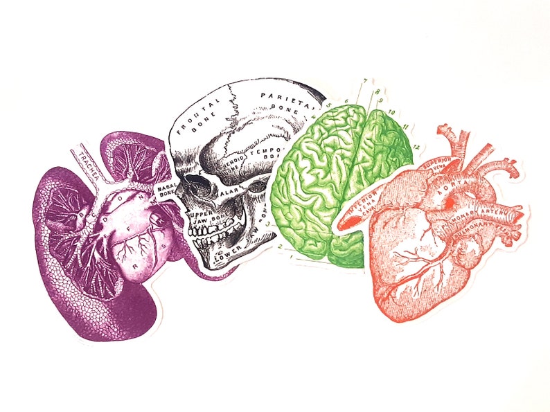 Anatomy Sticker Pack Glossy Vinyl Decal Human Anatomy Etsy