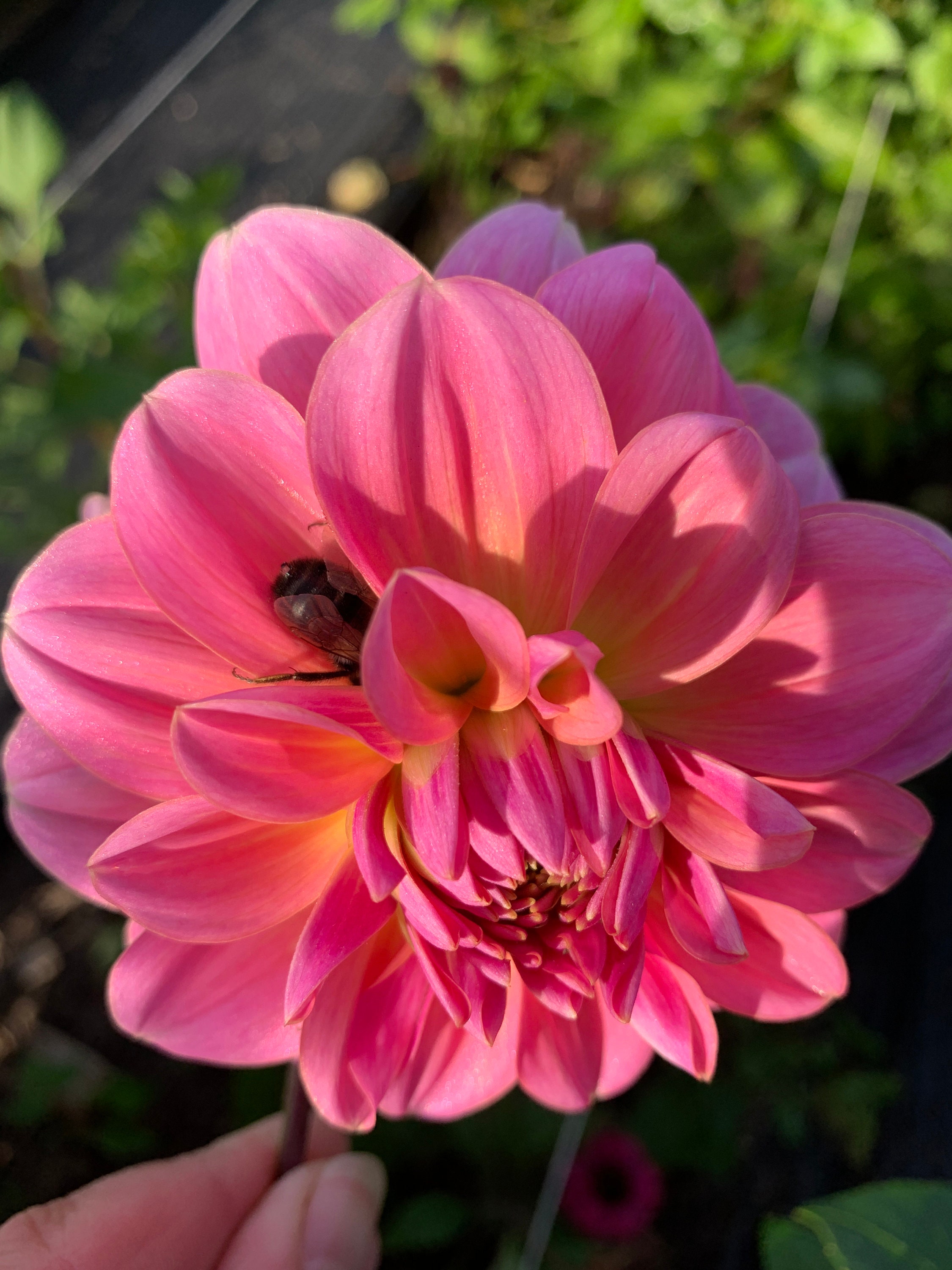 Southern Belle Dahlia Tuber - Etsy