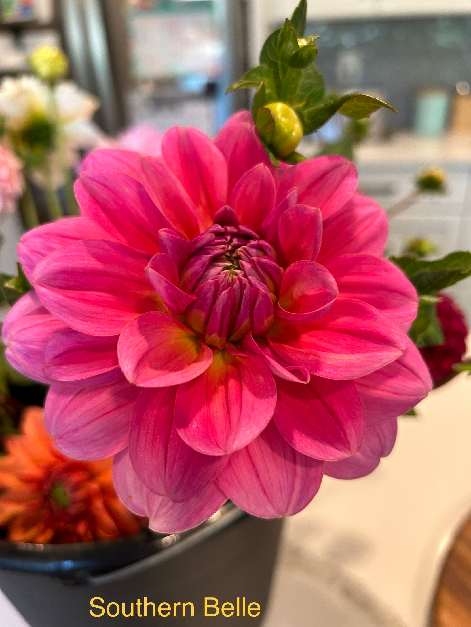 Southern Belle Dahlia Tuber - Etsy