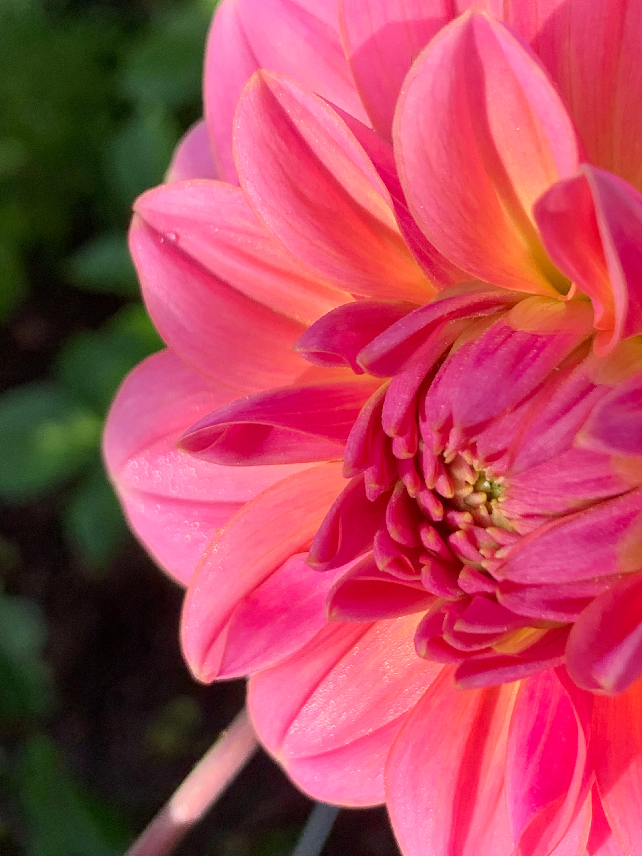 Southern Belle Dahlia Tuber - Etsy
