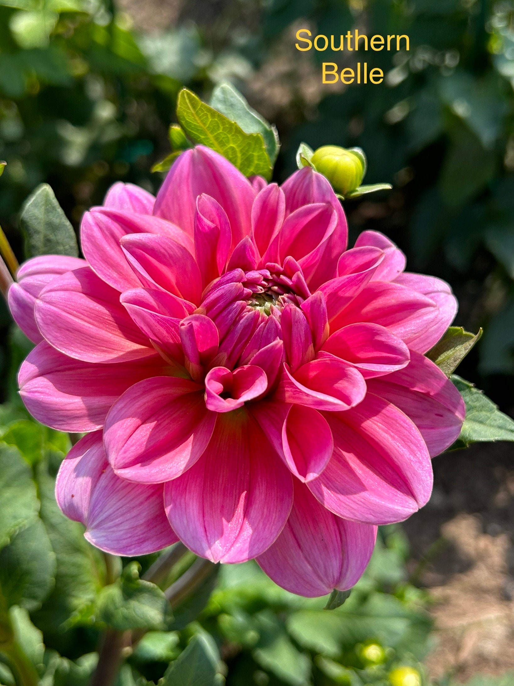Southern Belle Dahlia Tuber - Etsy