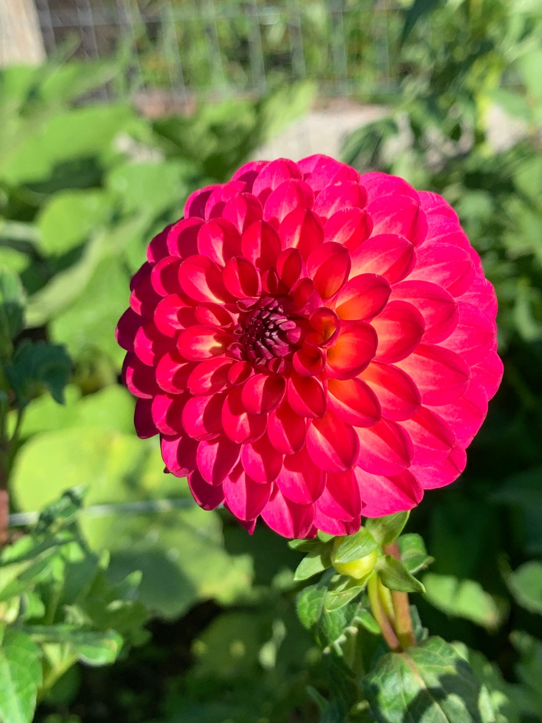 Raz Ma Taz Dahlia Tuber - Etsy