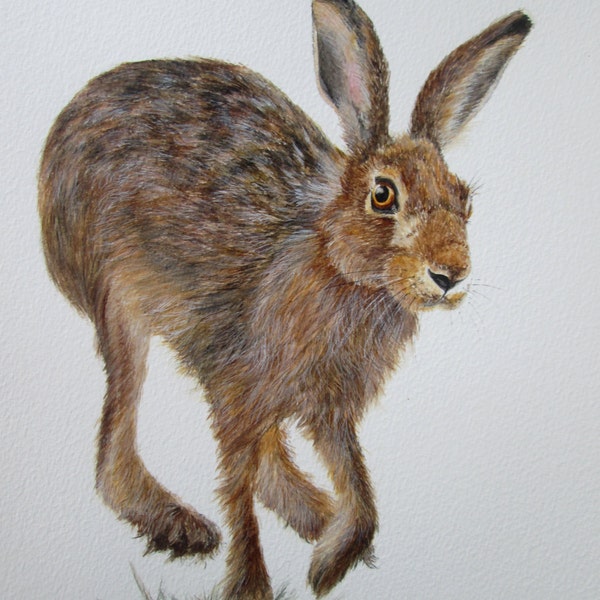 Original watercolour of a hare by Josephine Bell