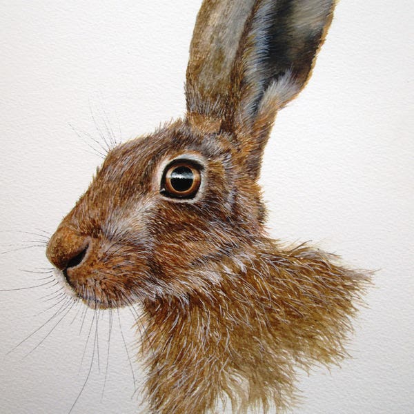 ORIGINAL watercolour painting of a hare by Josephine Bell