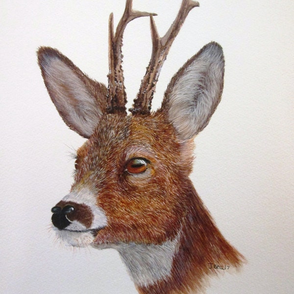 ORIGINAL watercolour painting of a Roe Buck by Josephine Bell