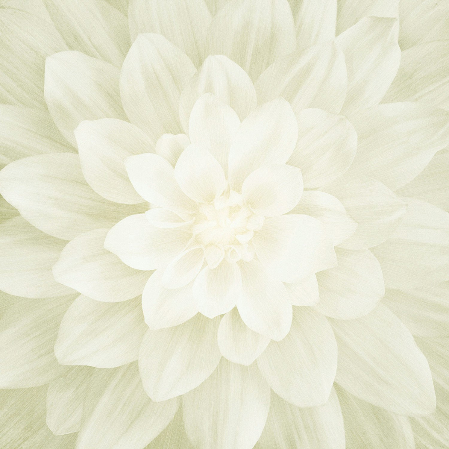 Dream Big Flower Digital Panel 43in x 43in Hoffman Fabrics Etsy