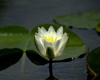 Nature Photography - The Glow Within -  8x10 - fine art print, wall photo, home decor, floral flower, outdoors, water lily