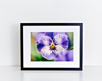 Purple Pansy Macro Photography Print: Botanical Floral Wall Art