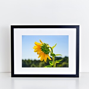 Impresión de girasoles de Colby Farm: arte mural con paisaje floral de Nueva Inglaterra