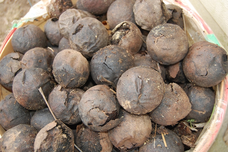 Peut inclure: Gros plan sur un panier rempli de fruits d'Osage orange s&eacute;ch&eacute;s, bruns et craquel&eacute;s.