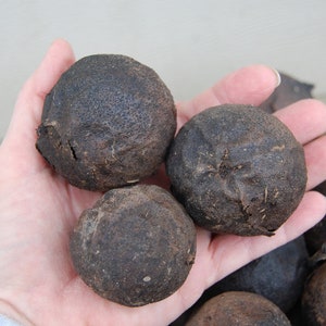 Peut inclure: Gros plan d'une main tenant plusieurs fruits ronds, secs et brun fonc&eacute;. Les fruits ont une surface rugueuse et textur&eacute;e.
