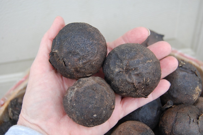 Peut inclure: Gros plan d'une main tenant plusieurs fruits ronds, secs et brun fonc&eacute;. Les fruits ont une surface rugueuse et textur&eacute;e.