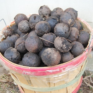 Peut inclure: Un panier plein de noix noires, certaines avec leurs coquilles fendues, pr&ecirc;tes &agrave; &ecirc;tre transform&eacute;es.