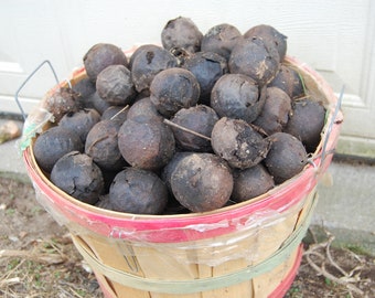 1.5 pounds Black Walnuts, 2024 fall Harvest, Arkansas Walnuts, Walnuts in Husk, Craft Supply, Organic Dye, Farm Grown