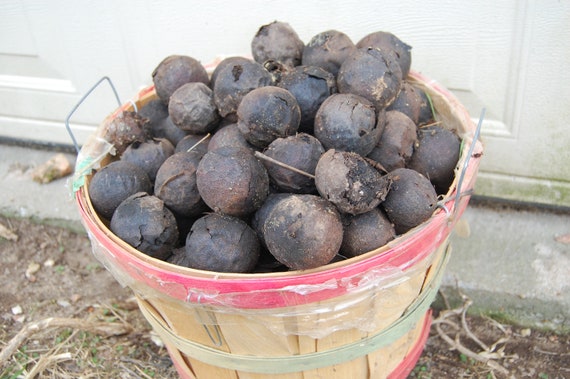 1.5 pounds Black Walnuts, 2026 fall Harvest, Arkansas Walnuts, Walnuts in Husk, Craft Supply, Organic Dye, Farm Grown